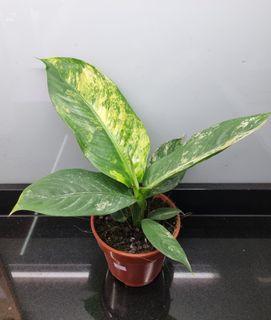 (Category: ) located in . Submitted by hmflowers (Listing ID 1457942235, Image 1). Description: .