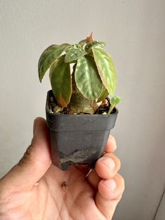(Category: ) located in . Submitted by plants_and_such (Listing ID 1457921535, Image 1). Description: .