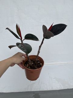 (Category: ) located in . Submitted by plantcaoshumu (Listing ID 1457937443, Image 1). Description: .