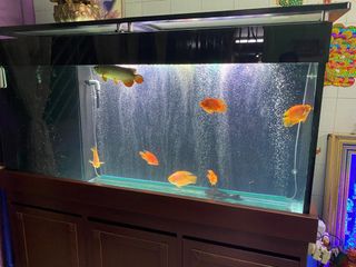 (Category: ) located in . Submitted by shaalinni (Listing ID 1441901815, Image 1). Description: .