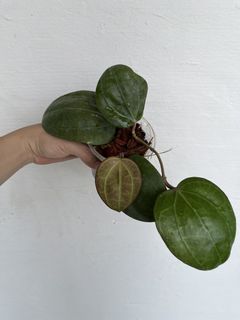 (Category: ) located in . Submitted by plantcaoshumu (Listing ID 1457937149, Image 1). Description: .