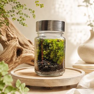 (Category: ) located in . Submitted by mossoraplants (Listing ID 1458083815, Image 1). Description: .