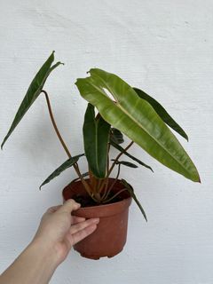 (Category: ) located in . Submitted by plantcaoshumu (Listing ID 1457937283, Image 1). Description: .