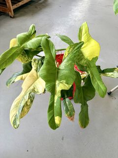 (Category: ) located in . Submitted by plants_and_such (Listing ID 1457772758, Image 1). Description: .