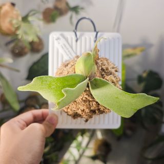 (Category: ) located in . Submitted by d.botanics (Listing ID 1457957782, Image 1). Description: .
