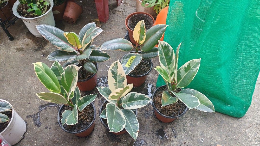 Rubber tree (Category: Plants & Seeds) located in Quezon City. Submitted by plantcorner (Listing ID 1457997852, Image 2). Description: 280 each.