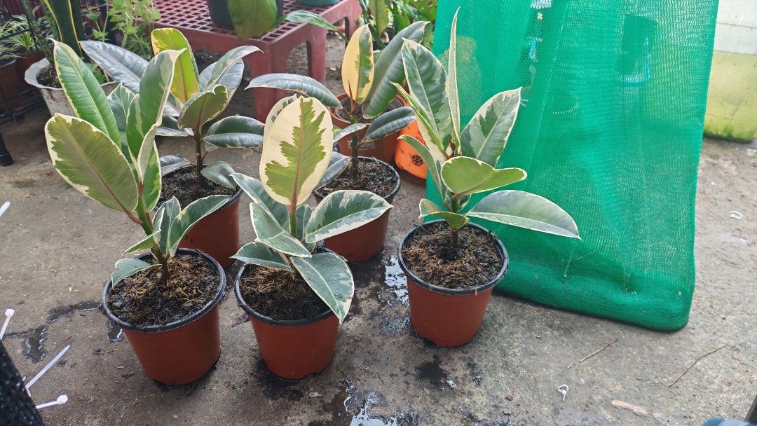 Rubber tree (Category: Plants & Seeds) located in Quezon City. Submitted by plantcorner (Listing ID 1457997852, Image 3). Description: 280 each.