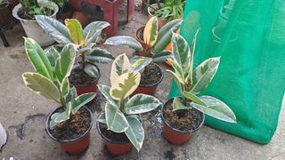 (Category: ) located in . Submitted by plantcorner (Listing ID 1457997852, Image 1). Description: .