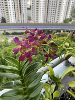 (Category: ) located in . Submitted by orchid_corner (Listing ID 1457976609, Image 1). Description: .