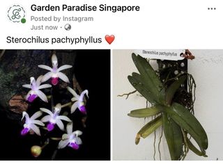 (Category: ) located in . Submitted by gardenparadisesgp (Listing ID 1458093082, Image 1). Description: .