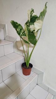 (Category: ) located in . Submitted by ecobotanystudio (Listing ID 1458043988, Image 1). Description: .