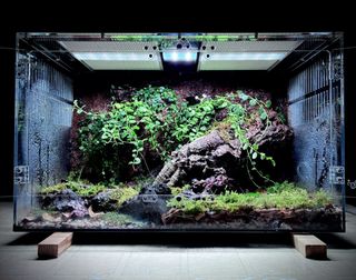 (Category: ) located in . Submitted by nativeforest9 (Listing ID 1457916960, Image 1). Description: .