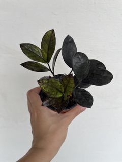(Category: ) located in . Submitted by plantcaoshumu (Listing ID 1457937541, Image 1). Description: .