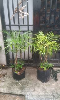 (Category: ) located in . Submitted by mherz_ariel (Listing ID 1458210268, Image 1). Description: .