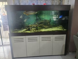 (Category: ) located in . Submitted by cheapngoood (Listing ID 1458204936, Image 1). Description: .