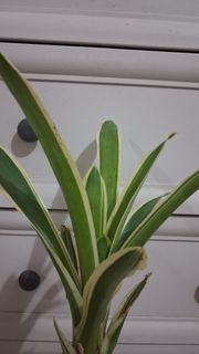 (Category: ) located in . Submitted by 2nd_bloom (Listing ID 1458181382, Image 1). Description: .