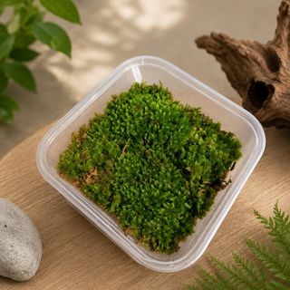 (Category: ) located in . Submitted by mossoraplants (Listing ID 1458183885, Image 1). Description: .