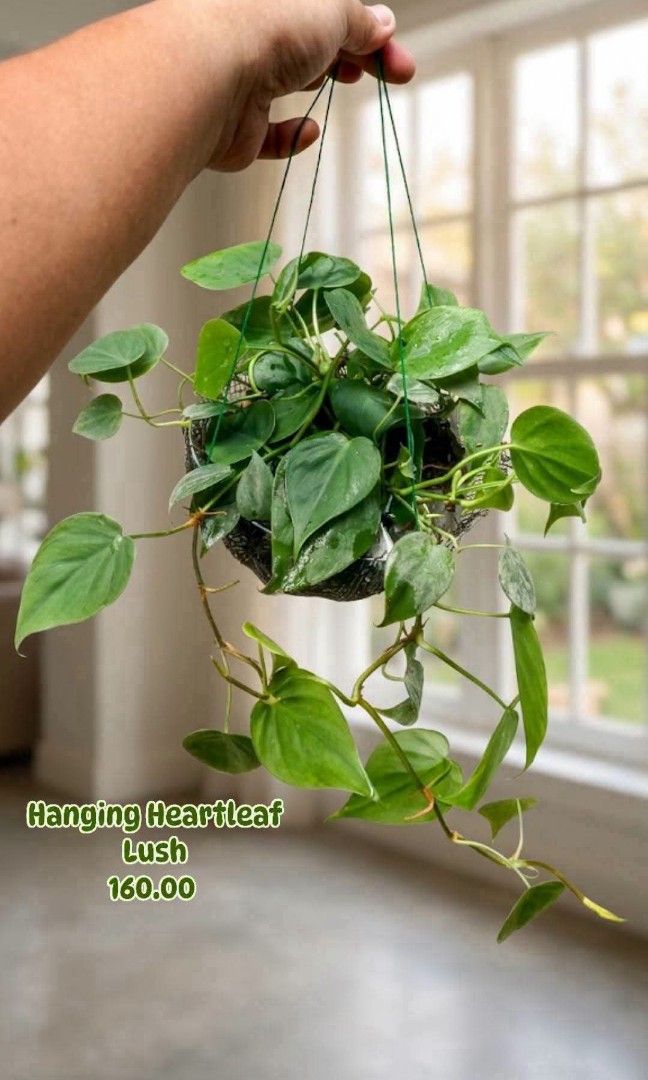 Hanging Green Heartleaf Lush (Category: Plants & Seeds) located in Paranaque City. Submitted by mherz_ariel (Listing ID 1458220277, Image 1). Description: .