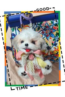 （分類：）位於 。 由 suki_irisheart 提交（商品編號 1458114646，圖片 1）。簡介： 。