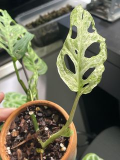 （分類：）位於 。 由 Stim1019 提交（商品編號 1449867192，圖片 1）。簡介： 。