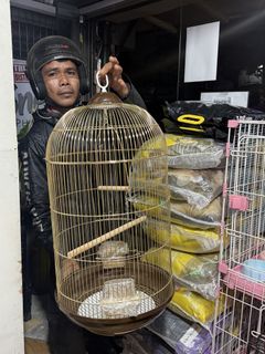 (Category: ) located in . Submitted by pets.r.us.manila (Listing ID 1458278039, Image 1). Description: .