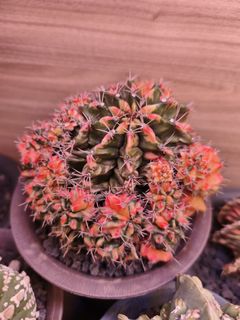 (Category: ) located in . Submitted by desertbalcony (Listing ID 1458155279, Image 1). Description: .