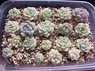 (Category: ) located in . Submitted by qq_garden (Listing ID 1458203260, Image 1). Description: .