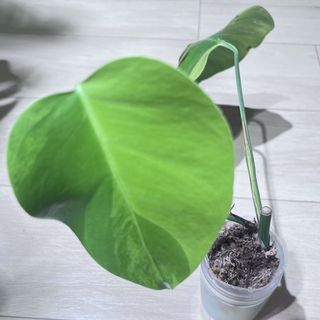 （分類：）位於 。 由 98896 提交（商品編號 1458410922，圖片 1）。簡介： 。