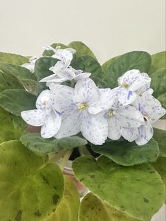 （分類：）位於 。 由 blossm20179 提交（商品編號 1458458376，圖片 1）。簡介： 。