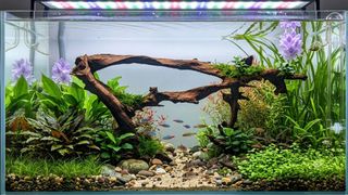 (Category: ) located in . Submitted by elmohi5 (Listing ID 1458402973, Image 1). Description: .