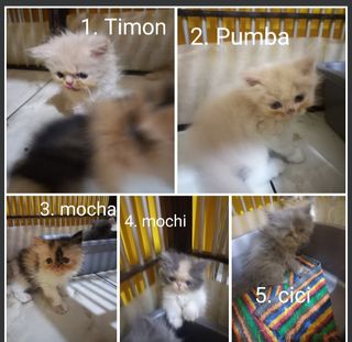 (Kategori: ) berada di . Dikirim oleh rehanatulabrariah (ID iklan 1458325896, Gambar 1). Deskripsi: .