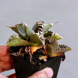 (Category: ) located in . Submitted by ghostplant (Listing ID 1458402811, Image 1). Description: .