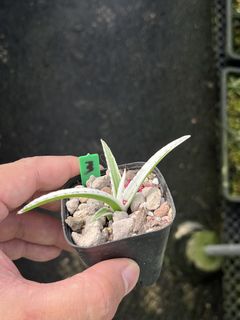 (Category: ) located in . Submitted by sghaworthiahabitat (Listing ID 1458466627, Image 1). Description: .