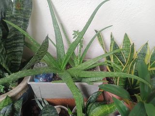 (Category: ) located in . Submitted by plantsetc (Listing ID 1458389785, Image 1). Description: .