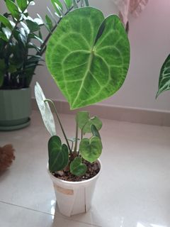 （分類：）位於 。 由 royal_greenhouse 提交（商品編號 1458366068，圖片 1）。簡介： 。