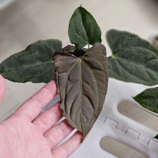 (Category: ) located in . Submitted by jungrow (Listing ID 1458046249, Image 1). Description: .