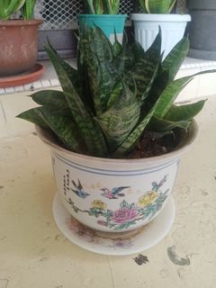 (Category: ) located in . Submitted by plantsetc (Listing ID 1458340870, Image 1). Description: .