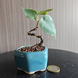 (Category: ) located in . Submitted by sgbonsai (Listing ID 1458336683, Image 1). Description: .