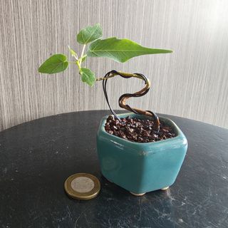 (Category: ) located in . Submitted by sgbonsai (Listing ID 1458337572, Image 1). Description: .