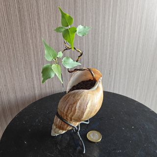 (Category: ) located in . Submitted by sgbonsai (Listing ID 1458338493, Image 1). Description: .