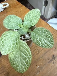 （分類：）位於 。 由 ipsophiac44195 提交（商品編號 1458422832，圖片 1）。簡介： 。