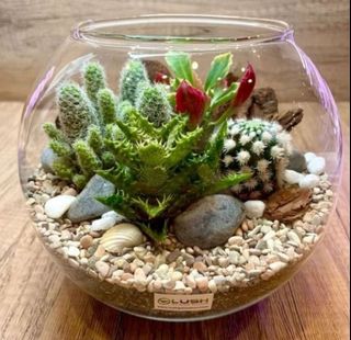 (Category: ) located in . Submitted by lushglassdoor (Listing ID 1458368572, Image 1). Description: .