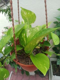 (Category: ) located in . Submitted by plantsetc (Listing ID 1458370289, Image 1). Description: .