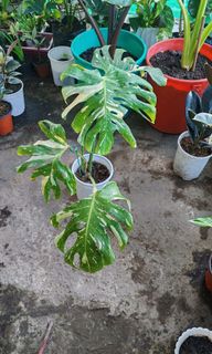 (Category: ) located in . Submitted by plantcorner (Listing ID 1458355553, Image 1). Description: .