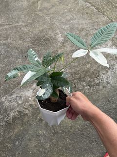 (Category: ) located in . Submitted by addicted2plants (Listing ID 1458317909, Image 1). Description: .