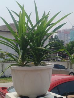 (Category: ) located in . Submitted by plantsetc (Listing ID 1458339163, Image 1). Description: .