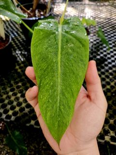 (Category: ) located in . Submitted by plantedbydan (Listing ID 1458385566, Image 1). Description: .
