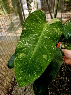 (Category: ) located in . Submitted by plantedbydan (Listing ID 1458386229, Image 1). Description: .