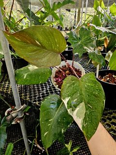 (Category: ) located in . Submitted by plantedbydan (Listing ID 1458384119, Image 1). Description: .