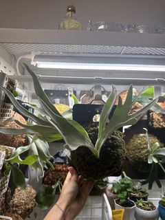 （分類：）位於 。 由 platycerium025 提交（商品編號 1458395629，圖片 1）。簡介： 。
